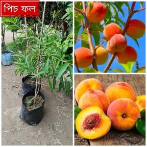 ৮ পিচ ভিন্ন ফলের চারা